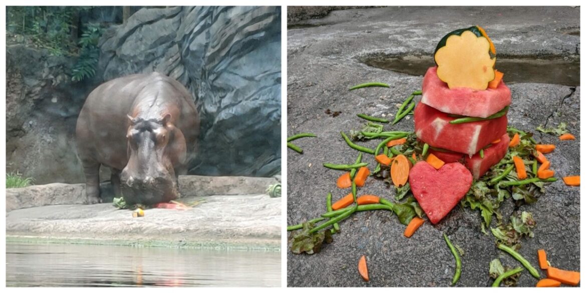 Disney Cast Members celebrate Henry the Hippo’s 26th Birthday with a special treat