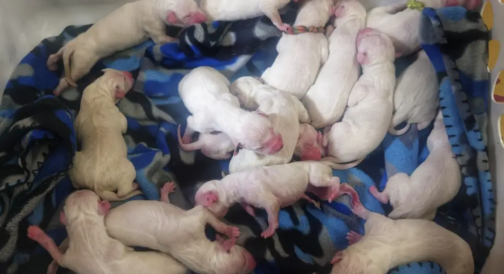 Dalmatian Gives Birth to a Litter of 16 Puppies