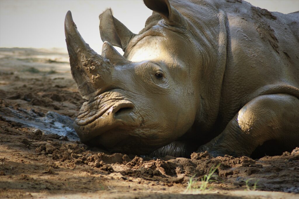 Baby Rhino Ranger Looks for Ways to Cool Off in the Florida Heat