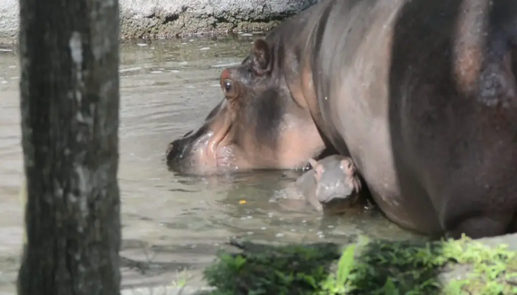 Super Cute Nile Hippopotamus calf born yesterday in Disney's Animal Kingdom