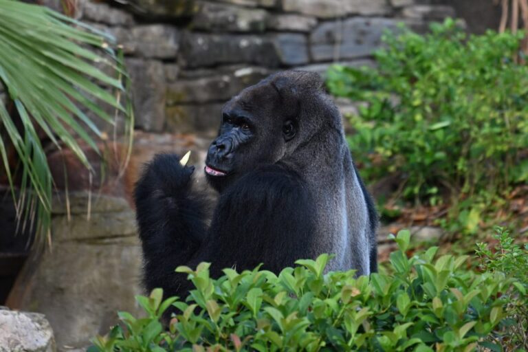Video Gorilla throws poop at guests in Disney's Animal Kingdom Chip