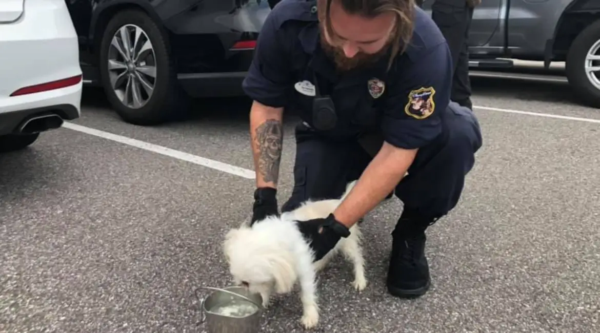 Dog left in hot car in Disney Parking Lot rescued