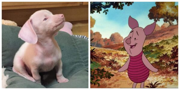 Piglet the puppy and Piglet from Winnie the Pooh look a lot alike