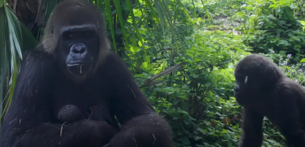 Name Reveal for Baby Gorilla at Disney's Animal Kingdom
