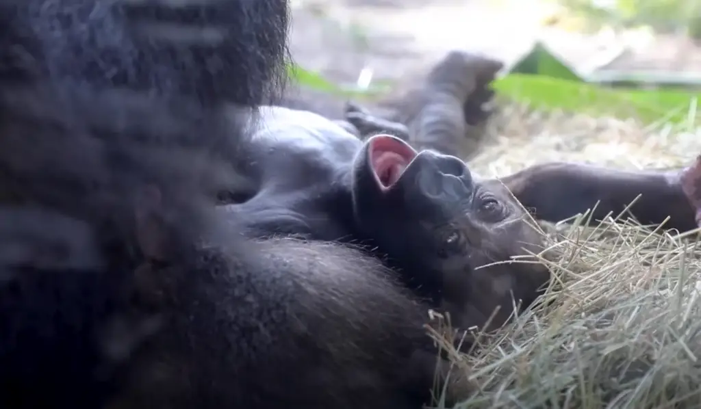 Name Reveal for Baby Gorilla at Disney's Animal Kingdom
