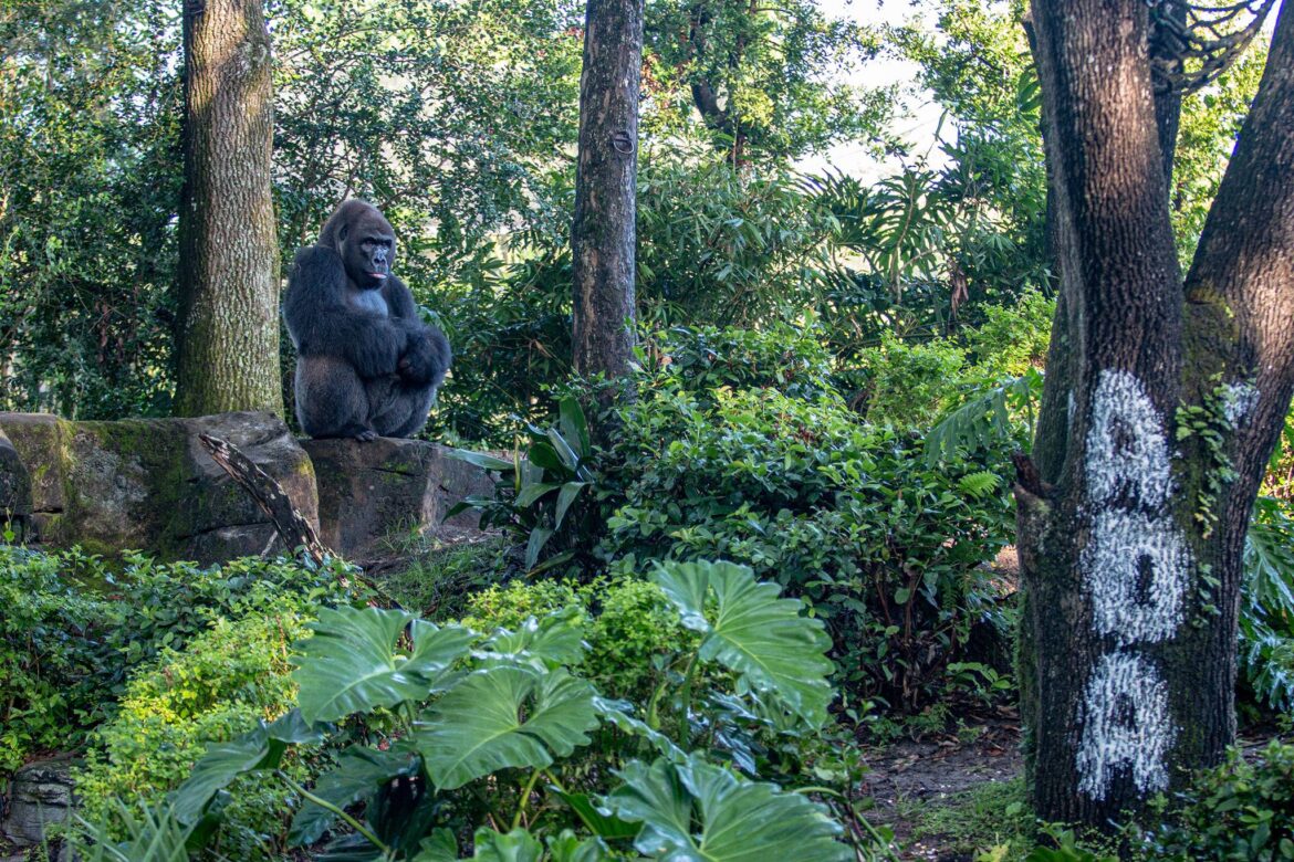 Name Reveal for Baby Gorilla at Disney's Animal Kingdom | Chip and Company