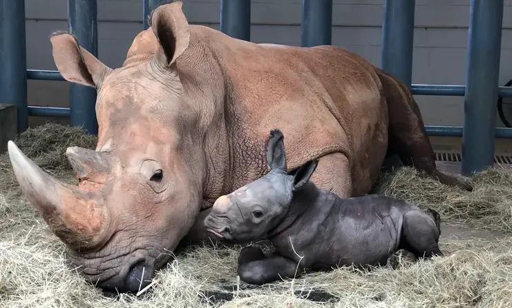 New Baby White Rhino