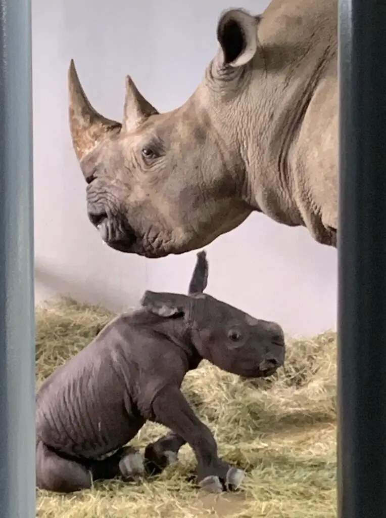 Baby White Rhino