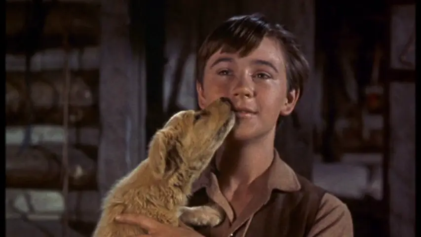 'Old Yeller' Star and Disney Legend Tommy Kirk Has Passed Away