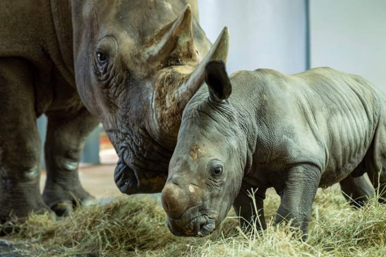 Disney's Animal Kingdom announces the arrival of new baby white rhino ...