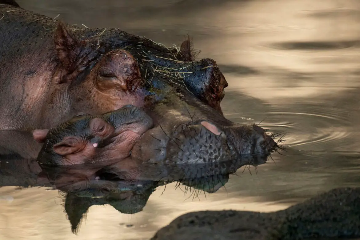 Meet Greta the Newest Baby Hippo to Join the Animal Kingdom Family