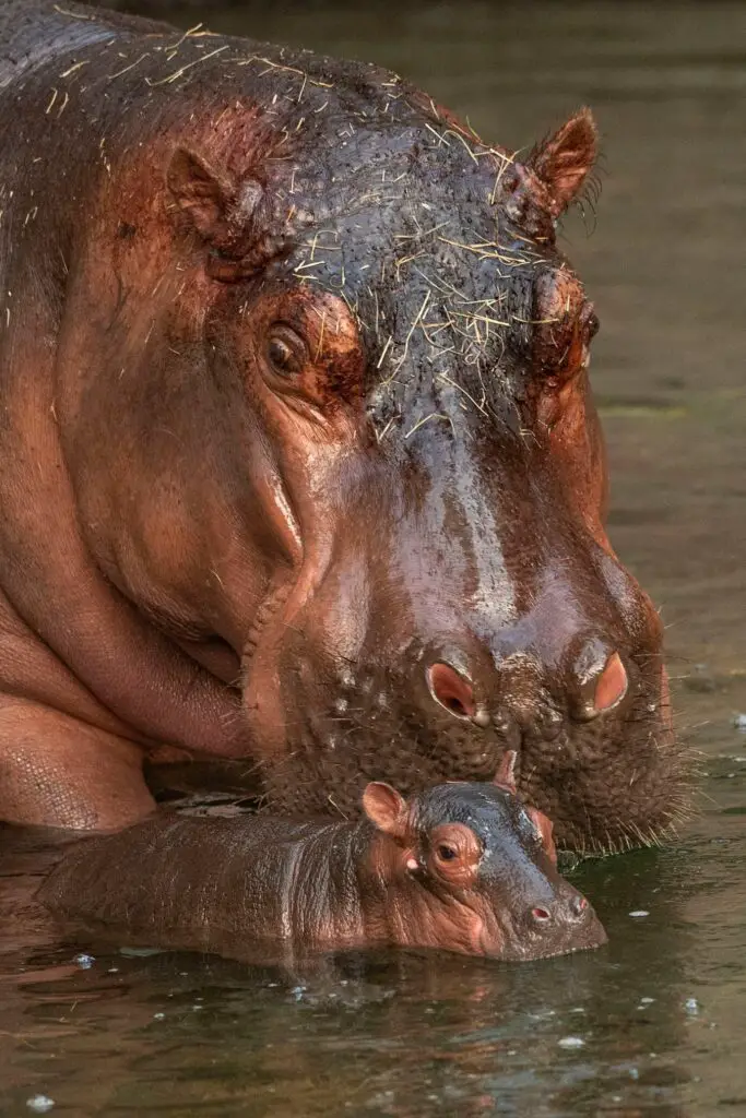 Meet Greta the Newest Baby Hippo to Join the Animal Kingdom Family