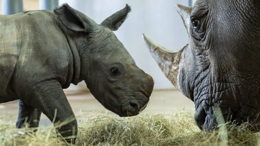 Disney's Animal Kingdom announces the arrival of new baby white rhino