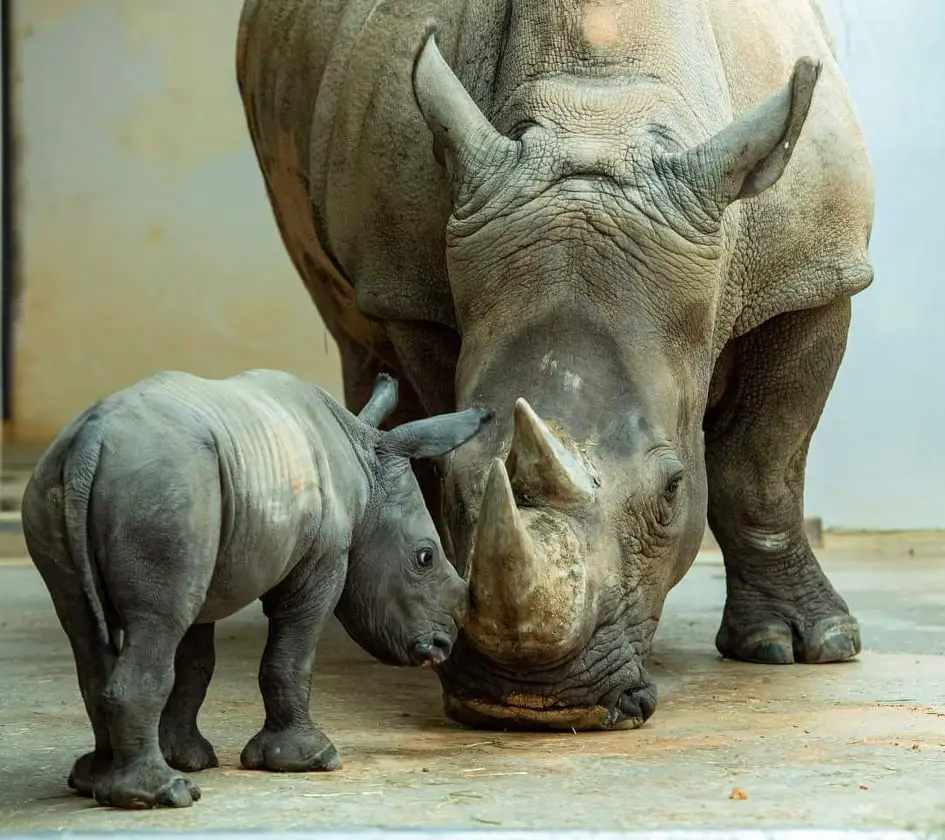 Closer look at the work Disney is doing to care and protect the Rhino Population