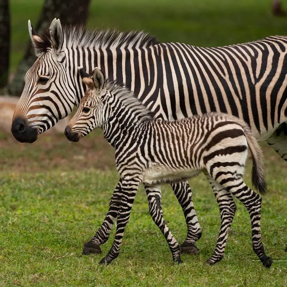 New Baby Zebra born at Disney’s Animal Kingdom Lodge
