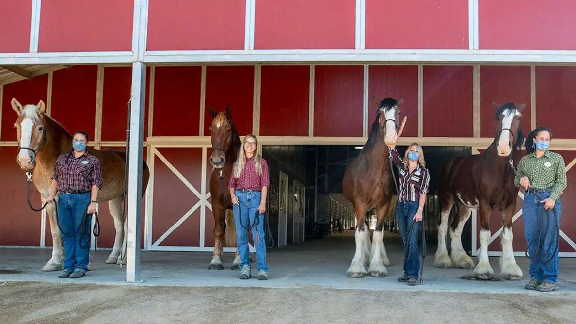 Meet the New Horses at Circle D Ranch in Disneyland