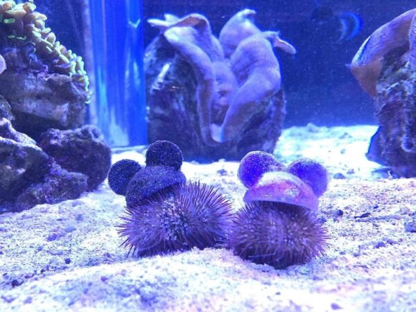 Nemo and Friends