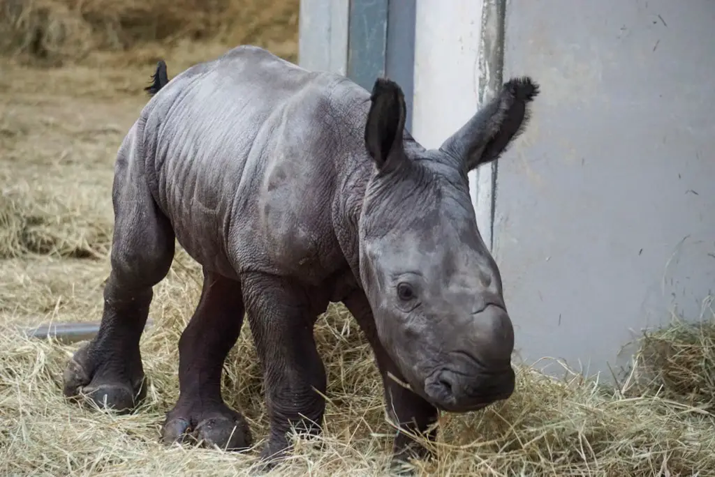 New White Rhino calf born at Disney’s Animal Kingdom