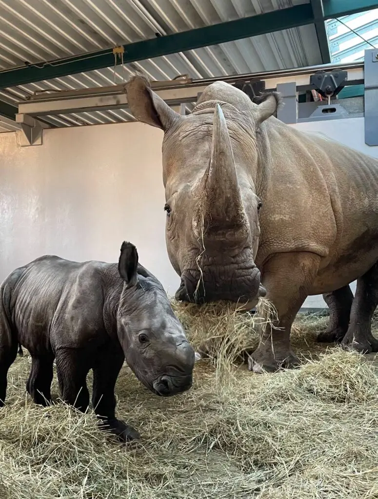 New White Rhino calf born at Disney's Animal Kingdom