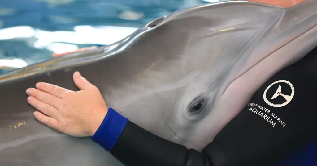 Winter the Dolphin, From Dolphin Tale, Dies at 16