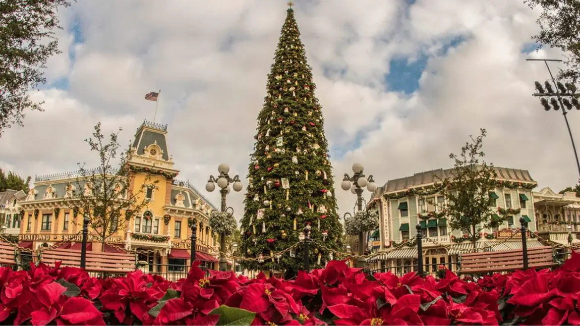 Christmas Tree erected in Disneyland for the Holidays