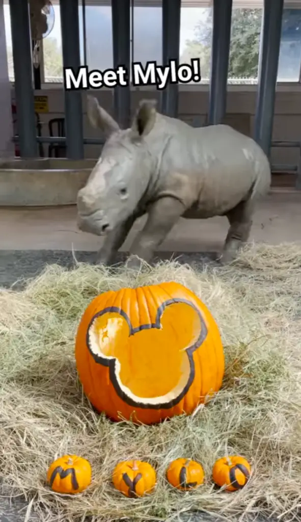 Baby white rhino named at Disney's Animal Kingdom