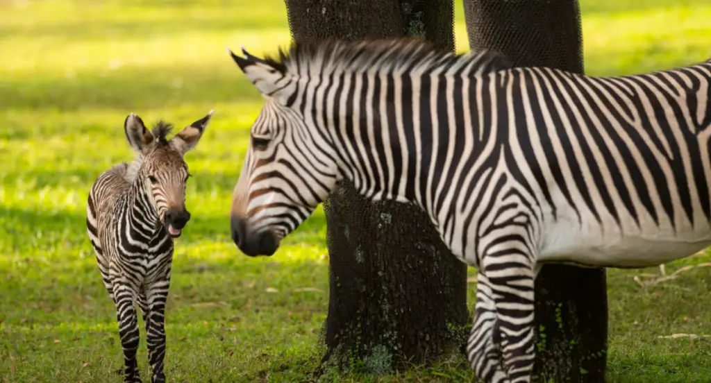 Newest Hartmann’s mountain zebra foal named at the Animal Kingdom Lodge