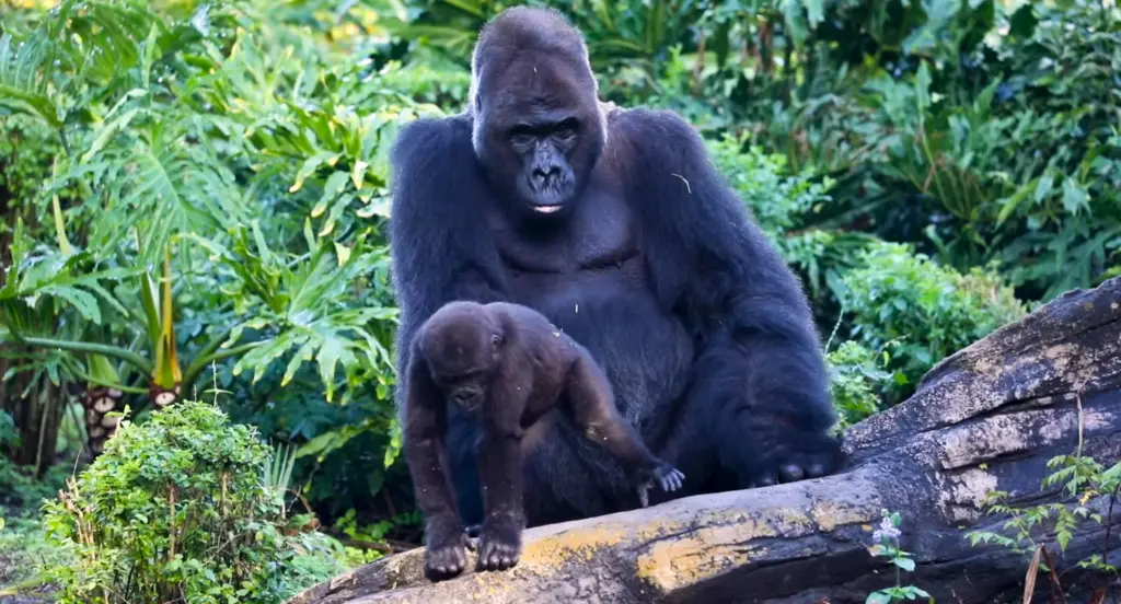 Disney Silverback Gorilla Continues to Capture Hearts and Contribute to Science