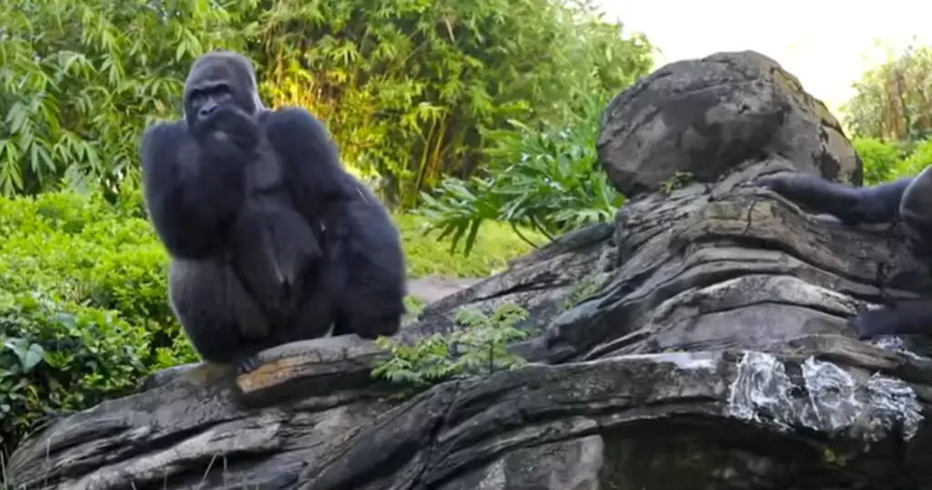 Disney Silverback Gorilla Continues to Capture Hearts and Contribute to Science