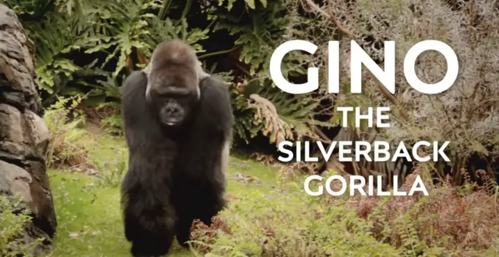Silverback Gorilla Celebrates 41st Birthday at Disney’s Animal Kingdom