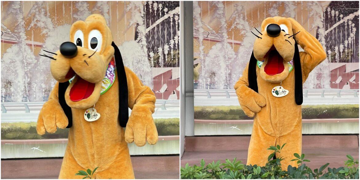 Pluto Gets a New Artsy Collar for Festival of the Arts