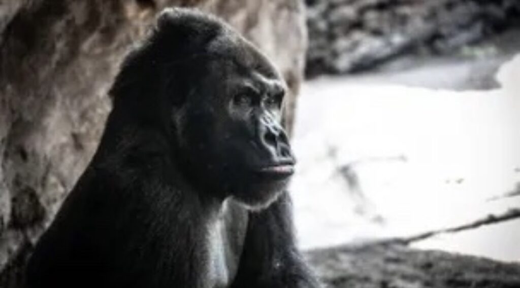 Silverback Gorilla Celebrates 41st Birthday at Disney’s Animal Kingdom