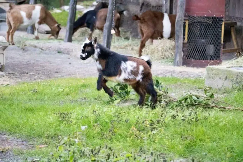 New baby Nigerian Goats join the herd at Disney's Animal Kingdom