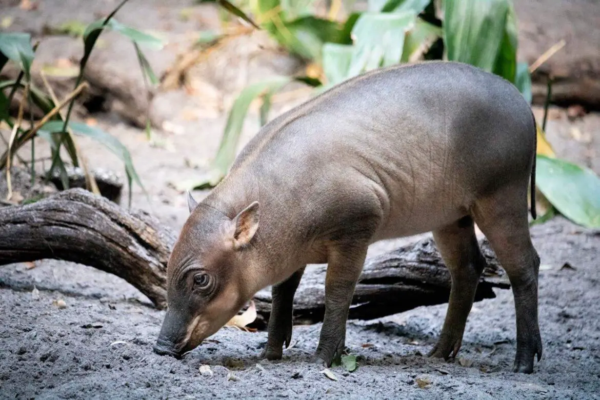 Meet Nutmeg the newest baby piglet born at Disney’s Animal Kingdom