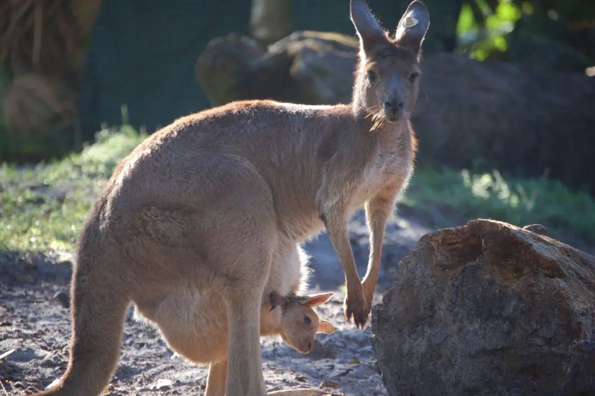 Grey kangaroos are back at Disney’s Animal Kingdom Theme Park