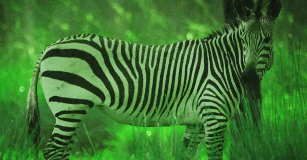 Zebra on Animal Kingdom Lodge’s Starlight Safari