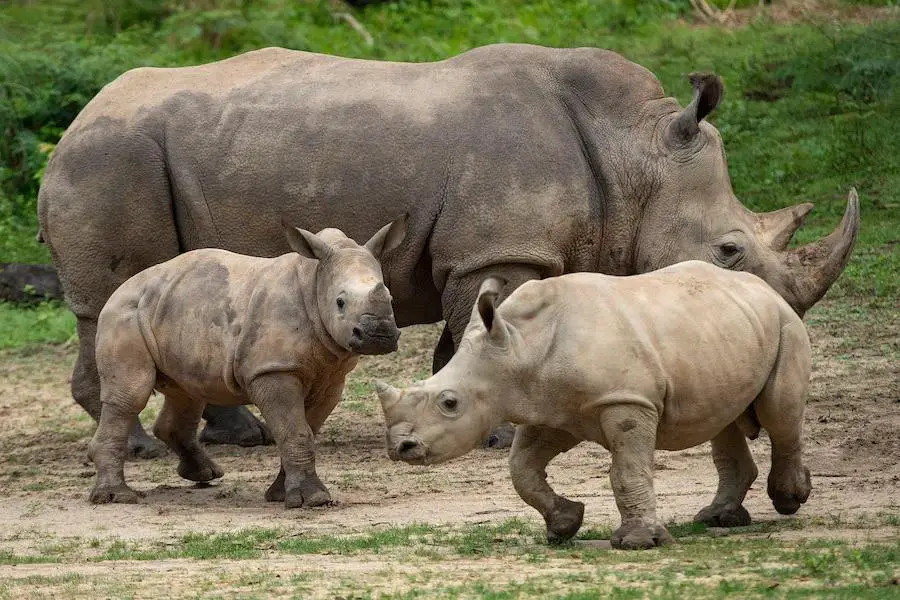 Three New Baby Rhinos Make Their First Appearance On Kilimanjaro Safaris!
