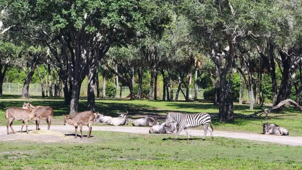 Baby Zebra tragically dies at Disney's Animal Kingdom Lodge