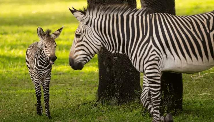 Baby Zebra tragically dies at Disney’s Animal Kingdom Lodge