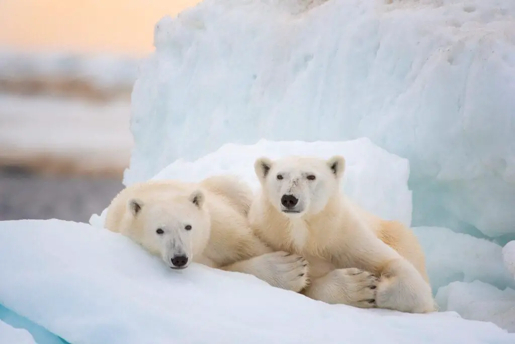 Interview with Disneynature's 'Polar Bear' Directors Alastair Fothergill and Jeff Wilson