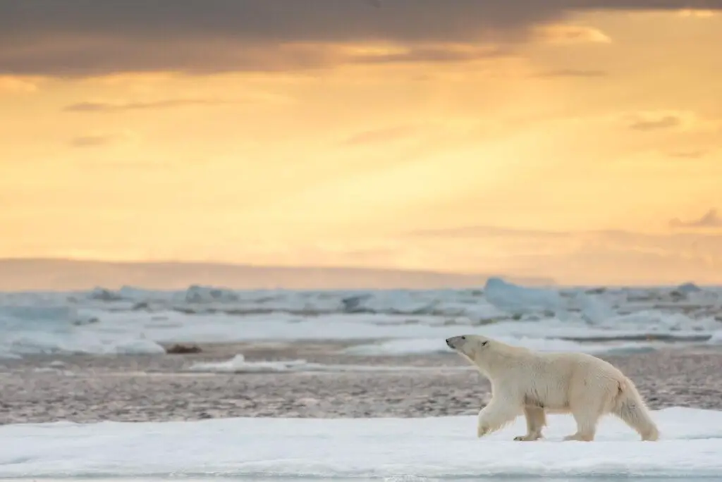 Interview with Disneynature's 'Polar Bear' Directors Alastair Fothergill and Jeff Wilson