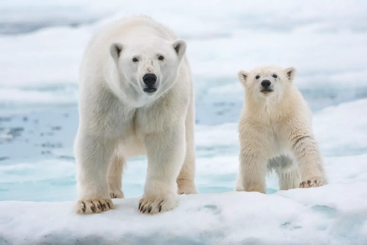 Spoiler-Free Review of Disneynature’s ‘Polar Bear’