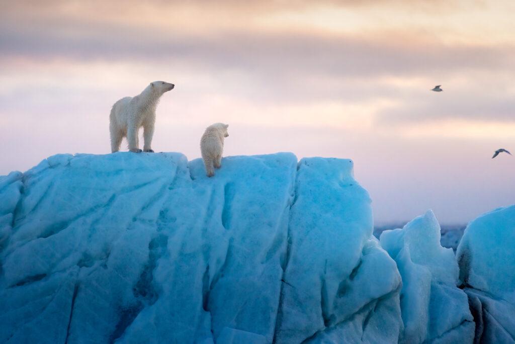 Spoiler-Free Review of Disneynature's 'Polar Bear'