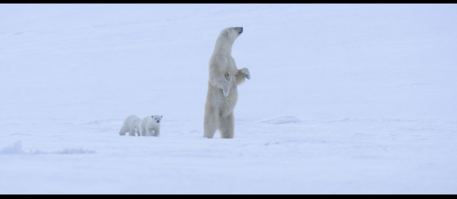 Spoiler-Free Review of Disneynature's 'Polar Bear' | Chip and Company