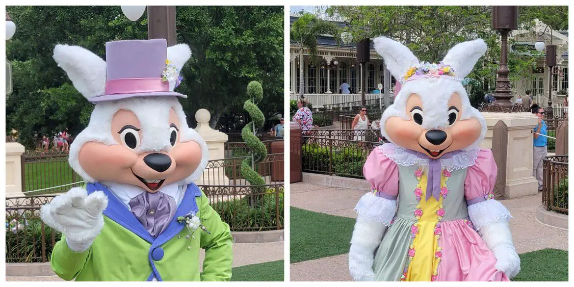 Mr & Mrs Bunny Greeting Guests in the Magic Kingdom in time for Easter