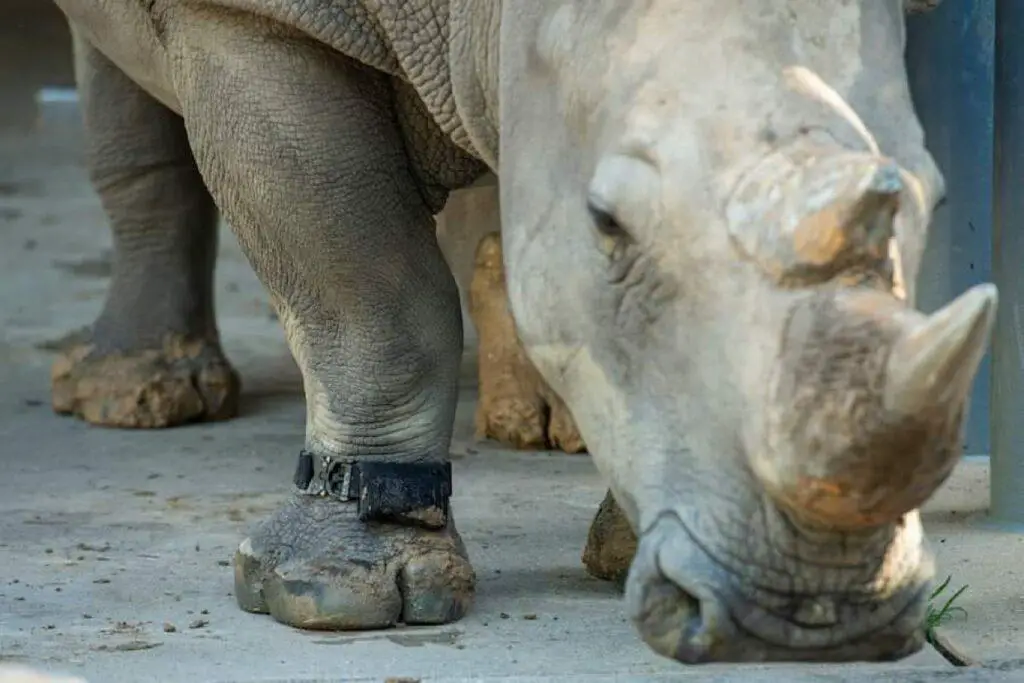 Rhinos get their daily steps in at Disney’s Animal Kingdom
