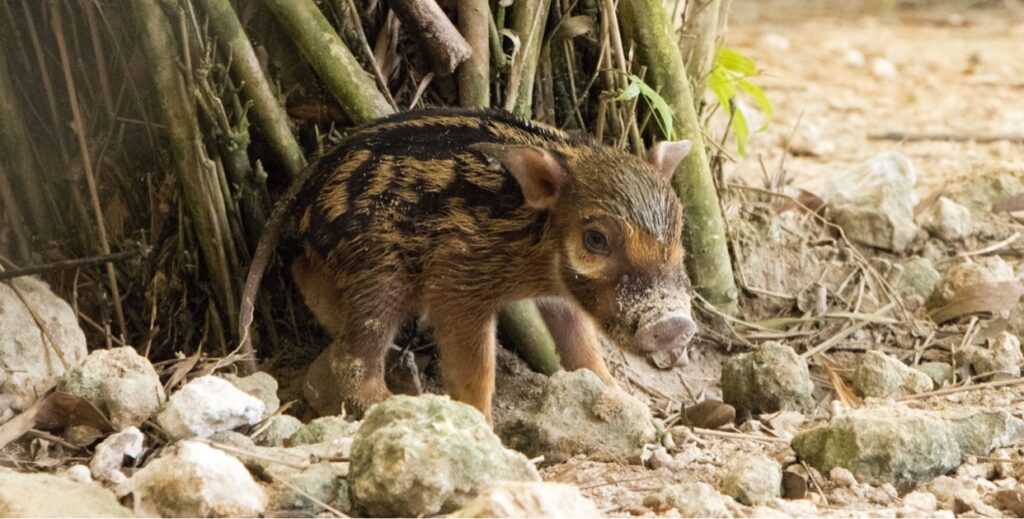 New baby red river piglet born at Disney's Animal Kingdom Lodge