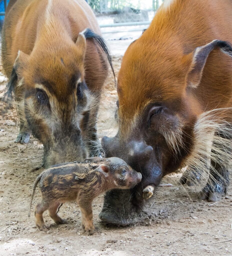 New baby red river piglet born at Disney's Animal Kingdom Lodge