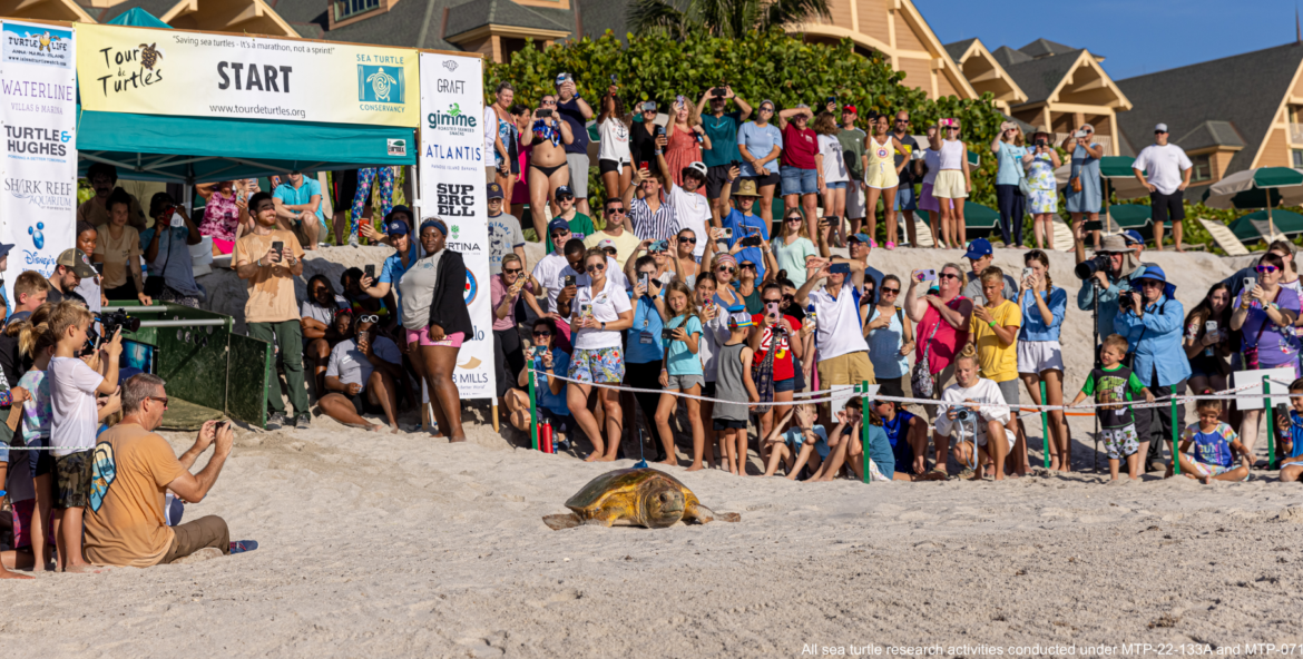 Tour de Turtles 2022 at Disney’s Vero Beach Resort