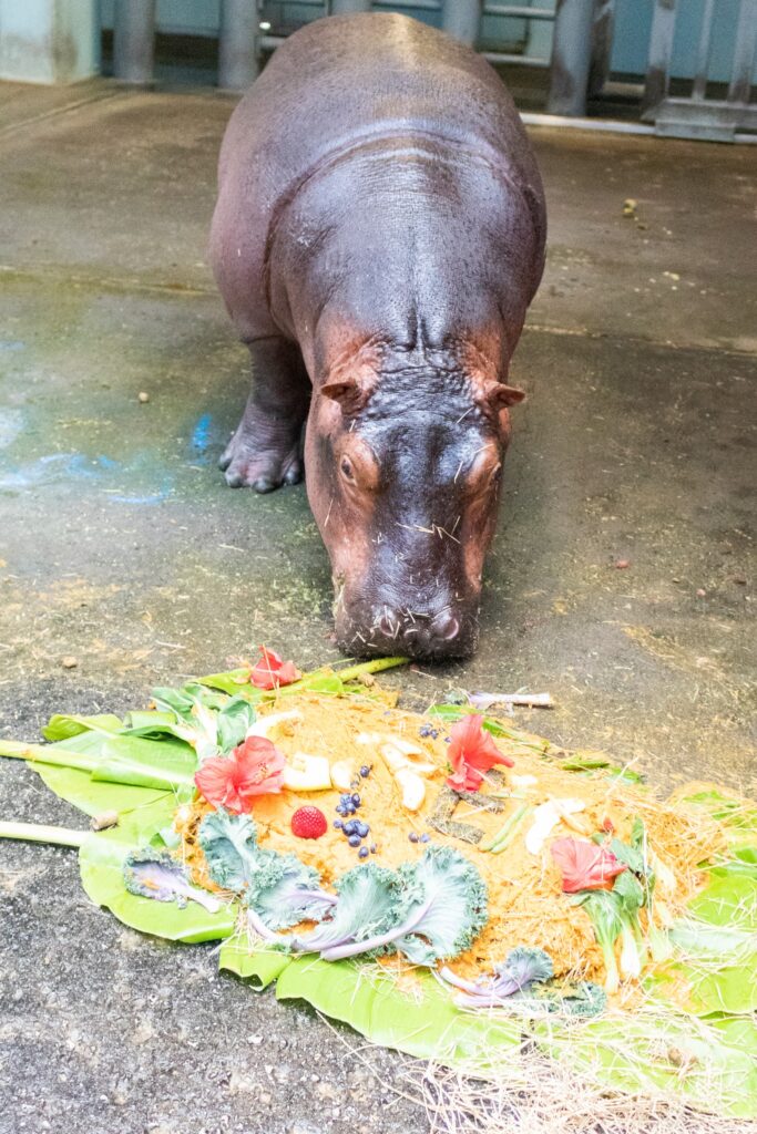 Greta the hippo celebrated her first birthday at Disney's Animal Kingdom